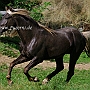Rocky_ Mountain_ Horse_ 3(96)